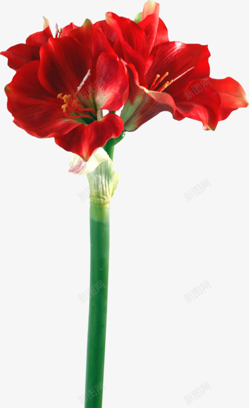 朱顶红png免抠素材_88icon https://88icon.com 鲜花 石榴花 种 自然界 背景 红色 在里面 美 莉莉