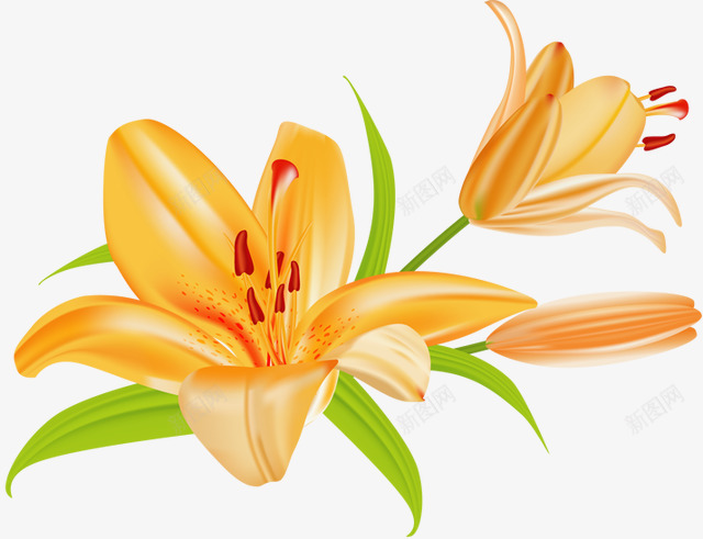 lilium105640491手绘卡通鲜花植物类Tpng免抠素材_88icon https://88icon.com lilium105640491 手绘 卡通 鲜花 植物类