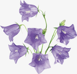 的风铃草鲜花花卉树叶叶子植物鲜花紫色的花素材