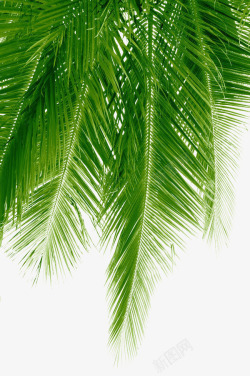 的植物绿叶椰子树树叶橡胶树海边沙滩植物树素材