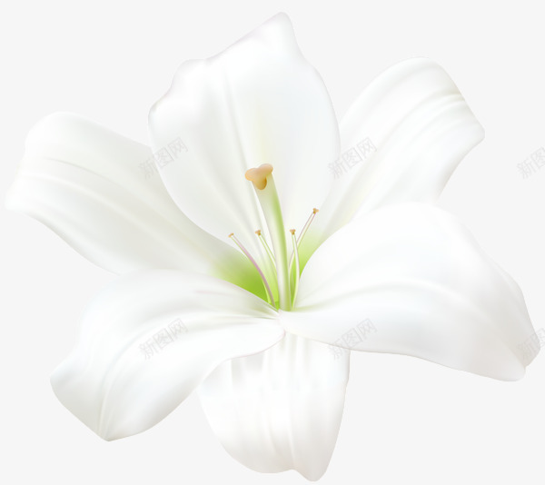 lilium54600534手绘卡通鲜花植物类T2png免抠素材_88icon https://88icon.com lilium54600534 手绘 卡通 鲜花 植物类 T2