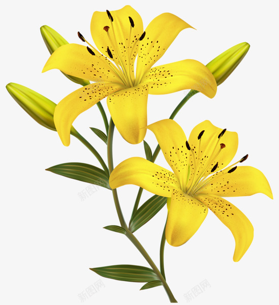 lilium123549600手绘卡通鲜花植物类Tpng免抠素材_88icon https://88icon.com lilium123549600 手绘 卡通 鲜花 植物类