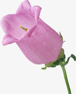 的风铃草鲜花花卉树叶叶子植物鲜花紫色的花素材