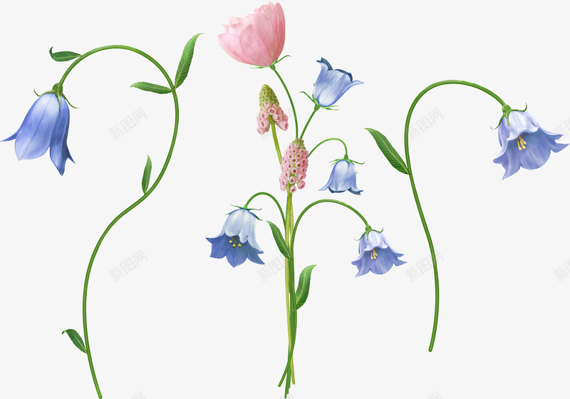 风铃草收集花卉png免抠素材_88icon https://88icon.com 风铃 收集 花卉