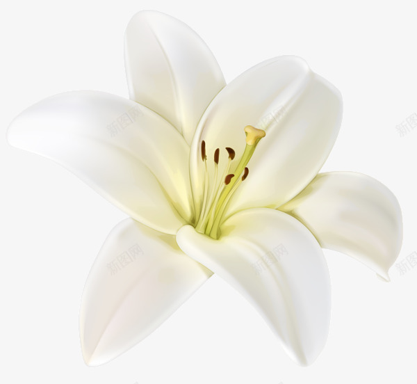 lilium116600552手绘卡通鲜花植物类Tpng免抠素材_88icon https://88icon.com lilium116600552 手绘 卡通 鲜花 植物类