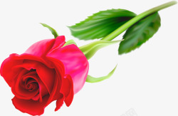 植物动物花卉玫瑰花朵花束捧花一朵植物花卉树叶实物红素材