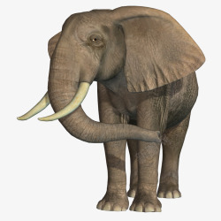 大象一只做设计的二哈参考动物免扣动物大全素材