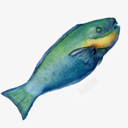 水彩油画海底动物植物鱼水母剪贴画免扣图案手账设计P素材