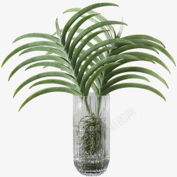北欧植物花艺盆栽绿色花瓶植物透明盆栽植物素材