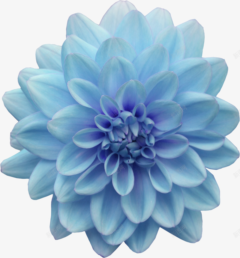 蓝色花朵漂浮壁纸漂浮壁纸png免抠素材_88icon https://88icon.com 漂浮 壁纸 蓝色 花朵
