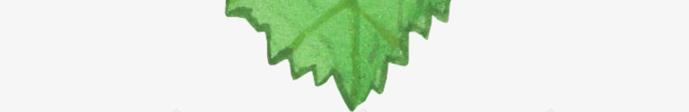 手绘水彩坚果动植物壁纸动植物壁纸png免抠素材_88icon https://88icon.com 动植物 壁纸 手绘 水彩 坚果