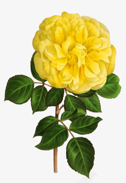 玫瑰花黄色写实鲜花动植物壁纸动植物壁纸素材