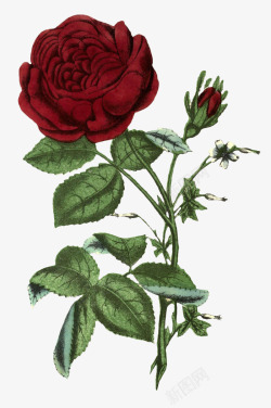 写实水彩红色玫瑰绿色鲜花动植物壁纸动植物壁纸素材
