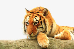 老虎趴在木头上动物暗色系合成素材