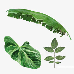 手绘热带绿色植物树叶合成涂设计素材