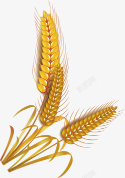麦穗稻谷高粱小麦稻穗模板下载7788MB食物饮品大素材