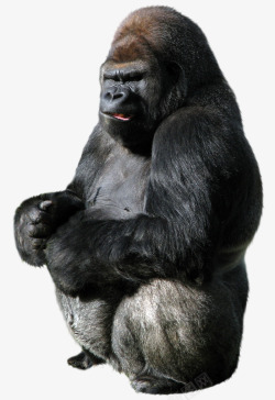 动物生物黑猩猩灬小狮子灬动物无透明合成动物素材