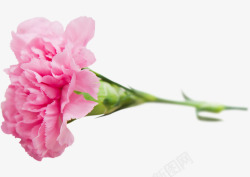 康乃馨粉色花一枝花花朵花卉免扣透明图花卉素材