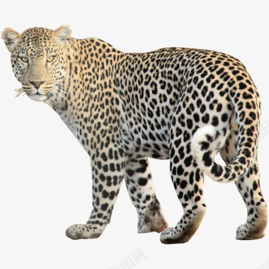 豹子系列动物宠物系列动物宠物不定期更新百位图标