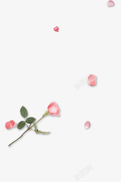 粉红玫瑰装饰壁纸装饰壁纸素材