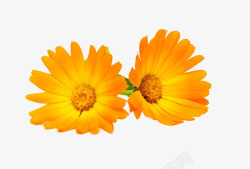 万寿菊菊花花朵黄色的花透明图素材