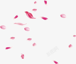 粉色漂浮玫瑰花瓣素材