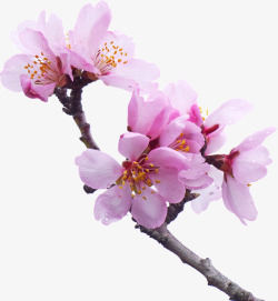 樱花桃花植物图电商视觉盛开的花红色粉色海报网页创意素材