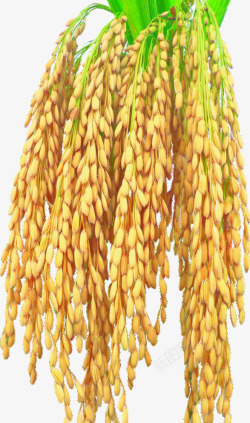丰收果实立秋粮食稻谷小麦粮仓模板下载6367MB食素材