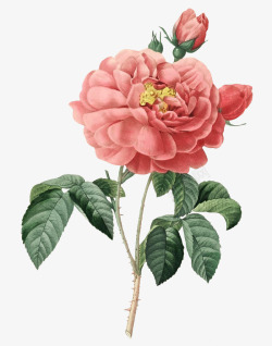 玫瑰花粉色鲜花动植物壁纸复古欧美素材