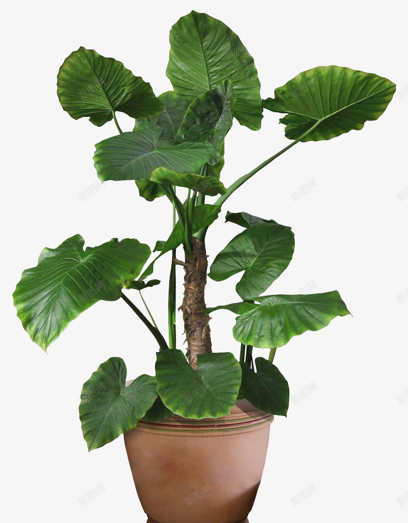 盆栽植物绿色叶子透明免扣北欧植物抠图盆栽植物png免抠素材_88icon https://88icon.com 植物 盆栽 绿色 叶子 透明 免扣 北欧 抠图