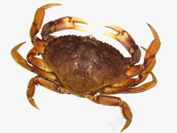 螃蟹大闸蟹海鲜免扣透明19动物昆虫免扣动物大型动物素材