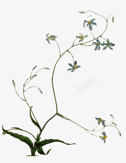 君子兰花兰花淡雅手绘写实彩绘动植物壁纸动植物壁纸素材