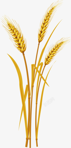 麦穗稻谷高粱小麦稻穗模板下载7788MB食物饮品大素材