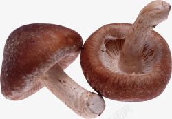 菌类食物香菇素材