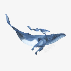 水彩手绘童话海洋鲸鱼卡通装饰PS透明高清99水彩手素材