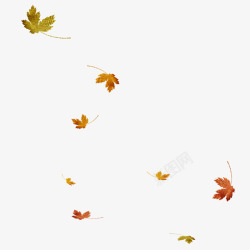 漂浮树叶秋季落叶PNS透明底素材
