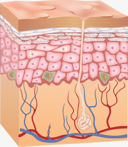 皮肤层结构皮肤组织细胞组织保养模板下载1591MB素材