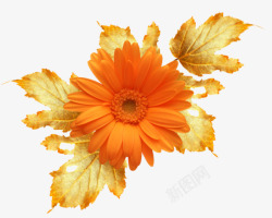 鲜花花朵花卉橙色花朵的3植物鲜花透明图案素材