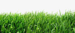 图设计绿色小草草丛大自然生态春意盎然纯天然值得信赖素材