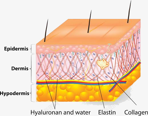 皮肤层结构皮肤组织细胞组织保养模板下载1591MBpng免抠素材_88icon https://88icon.com 皮肤 组织 结构 细胞 保养 模板下载 1591MB