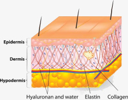 皮肤层结构皮肤组织细胞组织保养模板下载1591MB素材