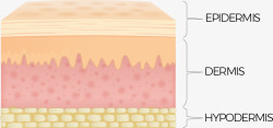 皮肤层结构皮肤组织细胞组织保养模板下载1591MB素材