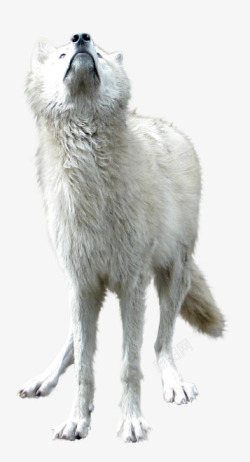 动物生物白狼动物无透明合成动物素材
