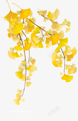 秋季秋天红叶枫叶黄叶涂设计素材