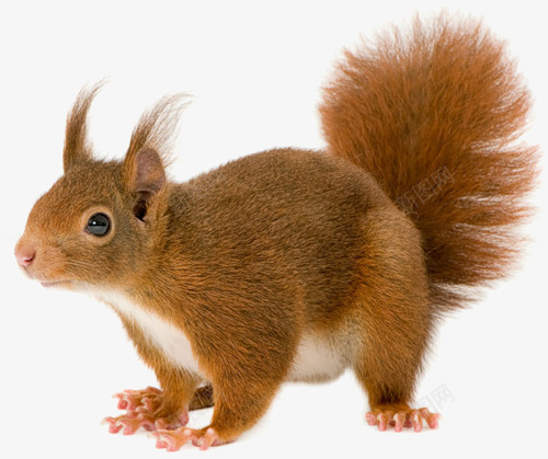 squirrel的搜索结果动物png免抠素材_88icon https://88icon.com squirrel 搜索结果 动物