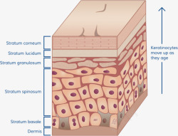 皮肤层结构皮肤组织细胞组织保养模板下载1591MB素材