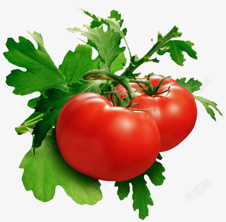 番茄收集水果坚果png免抠素材_88icon https://88icon.com 番茄 收集 水果 坚果