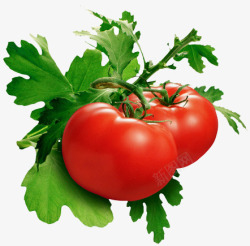 番茄收集水果坚果素材