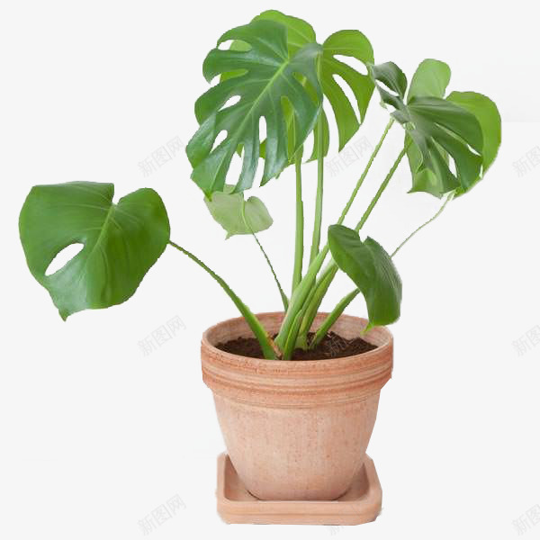 植物龟背叶盆栽室内S树叶装饰png免抠素材_88icon https://88icon.com 植物 龟背叶 盆栽 室内 树叶 装饰