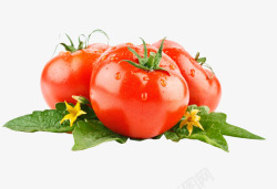 番茄西红柿果蔬蔬菜果蔬素材
